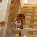 ぽっちゃり猫ちゃんの階段ダイエット作戦♪