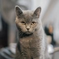 猫がうんちだけ粗相をする理由と対処法