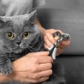 猫の『爪』が伸びっぱなしは危険！爪切りをきちんとしなくてはいけな…