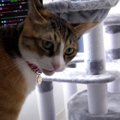 新しいキャットタワーを前にした猫ちゃん…ちょっぴりビクビク？