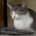 安らぎの場所はどこかな？いろんなところで座る猫ちゃんたち