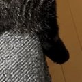 朝起きて『ソファ』を見たら…飼い主が思わず撮影した『猫の様子』に「可愛…
