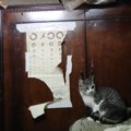 実録！猫が増え多頭飼育崩壊に…一人暮らしのおばあちゃんのお家にいた…