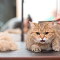  猫におすすめのコームとは？使うメリットや選び方、使い方から注意点…