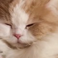 大好きなお姉ちゃんとの『再会』で……猫が見せた『愛おしすぎるリアクショ…