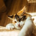 メス猫の性格は毛色でも違う？避妊手術した後の事や飼い方まで