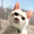 ふと、『窓辺にいる猫』を見たら…想像以上に『おっさんすぎる光景』に「公…