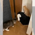 猫ドアで渋滞発生中！その「原因」にニャンとも驚く猫たちが話題