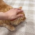 『可愛い』と言いながら『兄猫を撫でている』と…妹猫がとった『まさかの行…