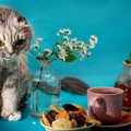 猫には『ドライフルーツ』を絶対与えてはいけない3つの理由　生果より…