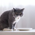 猫は『未練』を感じるの？４つの仕草や行動をチェック！