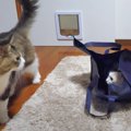 袋に入る猫ちゃんとそれを見守る猫ちゃんになんだかほっこり？