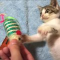 『もう寂しくない！』たくさんの先輩猫に囲まれて成長する子猫の姿に…