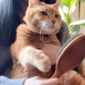 猫に『ヘアブラシ』を渡すと……涙が出るほど愛おしい『まさかの仕草』…