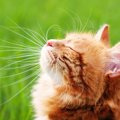 愛猫がエアコンを嫌がる…そんな時の暑さ対策5選