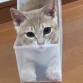 透明なケースの中に入っていた子猫→『イカ耳になった』かと思ったら、次の…