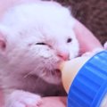 炎天下、草むらで保護された子猫→ひとりぼっちになってしまい、10ヶ月…