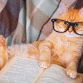 「ボブという名のストリート・キャット」を読んでみよう