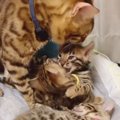 子猫のお世話をする優しいお父さん猫！