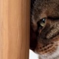 掃除機をかけている最中、キャットタワーを見ると…猫の可愛すぎる『隠…