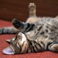 猫が床で横になって『クネクネ』する理由4つ　愛猫が伝えたい気持ちから注…