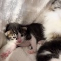 建設会社が猫を保護→突然『2匹の赤ちゃん猫』が生まれて…１年間の『軌…