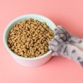 口の中が痛くてご飯を食べられない！猫の『治りにくい口内炎』正体とは？…