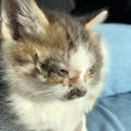 車に轢かれる寸前だった『痛々しい姿の子猫』を助けた結果…同じ猫とは思え…