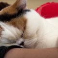 動物病院から帰った猫ちゃん！急いでお母さんのところへ