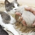 子育てをする母猫に『血のつながりのない保護子猫』を預けた結果…優し…