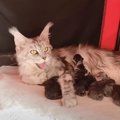 『大型猫の赤ちゃん』が生まれた日から70日間の記録…成長していく姿が感動…