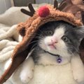 LAYLAの12猫占い【12/14～12/20】のあなたと猫ちゃんの運勢