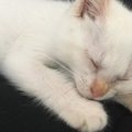 ほとんど白くて『耳だけオレンジに近い色』だった子猫→成長した結果…可愛…
