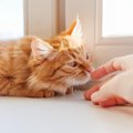 猫は飼い主より『他人のにおい』を長く嗅ぐ傾向がある？研究結果が示す行…