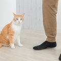 猫から『頼りない』と思われる人の特徴5つ　ガッカリさせるワケや信頼して…