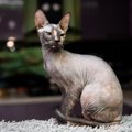 【獣医師監修】ドンスコイは飼いやすい？猫種の性格や飼う前の注意点・価…