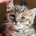 溝で『弱っていた子猫』を保護→7年後…たくましく育った『現在の光景』に笑…