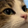 とっても『優しい目』をしていたネコ→『視線の先』には……ほっこりする…