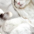 スヤスヤと眠る猫の『両手』を見てみると……あまりにも尊すぎる『ポーズ』…