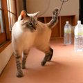 目指すはゴール！猫缶を取り戻せ