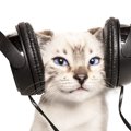 研究者が作った猫にとって快適な音楽