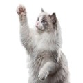 猫が『片手を上げる』ときの心理3選　不思議な仕草をみせる理由とは？