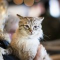 猫が実は『嫌だニャ〜』と思っていること4選！普段の行動がストレスの…