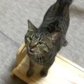 まぐろを即ペロリ！猫ちゃん1歳の誕生日♡