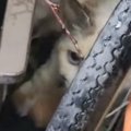 『子猫の鳴き声がずっと聞こえる』と連絡→保護しに向かった結果…感動が止…