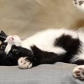 やっぱり猫が好き！ネコ様が人間にもたらす４つの効果