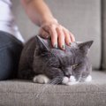 猫が寝ている時の絶対NG行為4つ　飼い主への信頼を失う可能性も