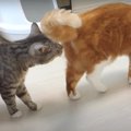 クンクン…おしりの匂いをどうしても嗅ぎたい猫ちゃん