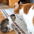 先住猫よりはるかに『小さかった子猫』が、現在……思わず声がでる『衝撃の…