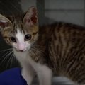 お兄ちゃんに憧れる子猫ちゃん、勇気を出して大ジャンプ！？